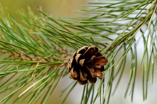 pine cone, on pine branch