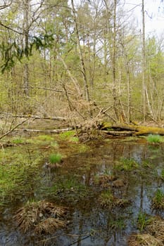 small lake in middle of the forrest