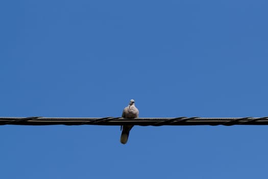 pigeons sitting on wire under a bright sky