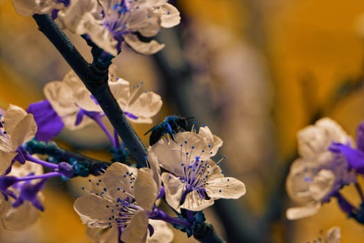 abstract blossom cherry tree with color filter