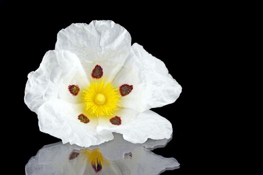 Gum rockrose - Cistus ladanifer - in the heath fields of Alentejo, Portugal
