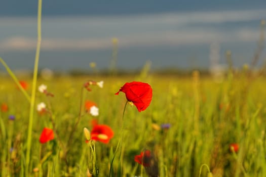 Huge red colored poppy field