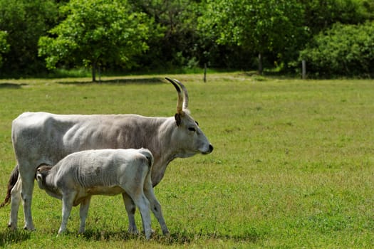 Ruminant Hungarian gray cattle bull on grass