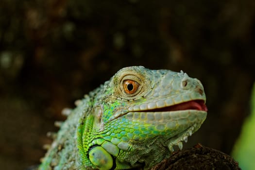 portrait about a green iguana on the tree