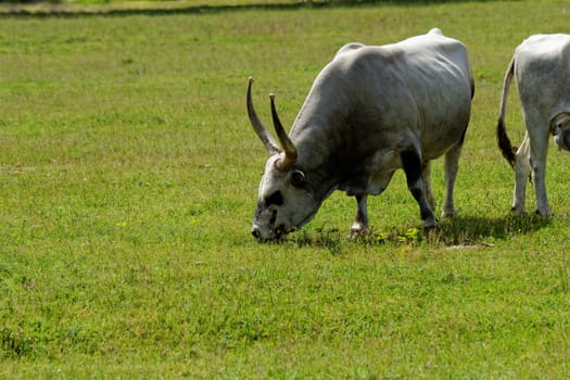 Ruminant Hungarian gray cattle bull on grass