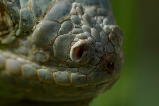 close-up about green iguana nose 