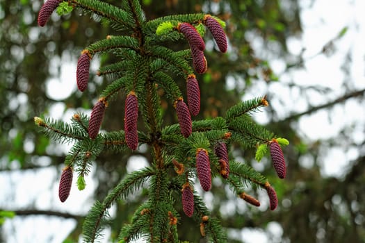 pine tree with fresh pine shoots and red pinecones