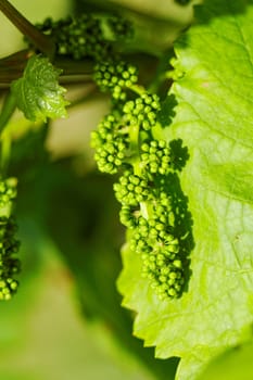 baby green grapes on the vine