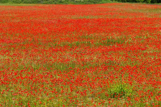 Huge red colored poppy field