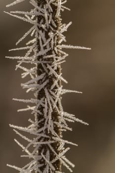 hoarfrost on a thin branch