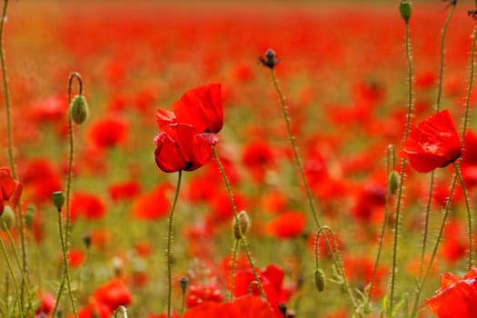 Huge red colored poppy field