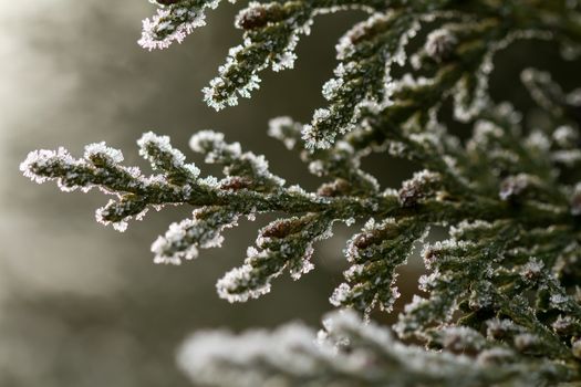 white hoarfrost crystal on green thuja twig