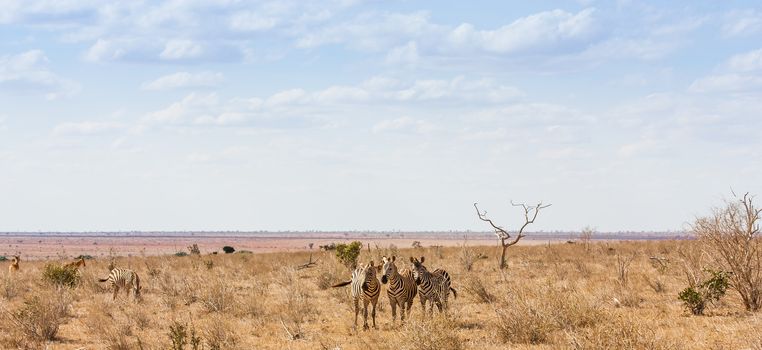 Kenya, Tsavo East National Park. Three zebras looking to the photographer, sunset light