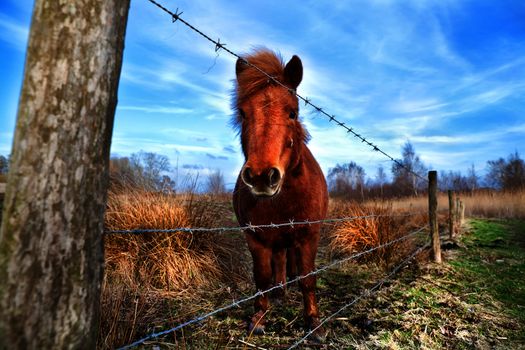 cute pony outdoors on closed with fence pasture