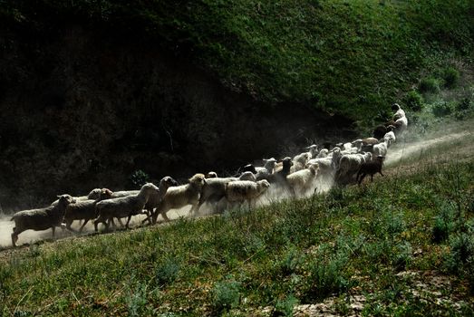 Flock of sheep running through the dusty country trail