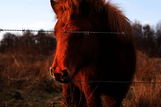 brown pony on outdoors pasture