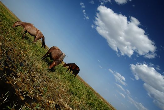 Outdoor photo of three horses eating the grass on the swampy meadow