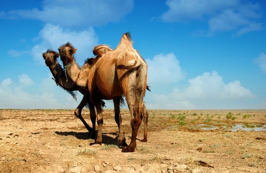 Candid photo of two camels standing in the desert
