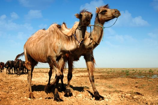 Photo of two camels walking near the horses