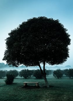 Loneliness solitude  sadness background - lonely tree and seating bench in morning mist fog