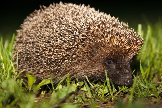 wild hedgehog in the grass at night