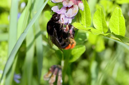 Bumblebee sitting on a flower among green grass