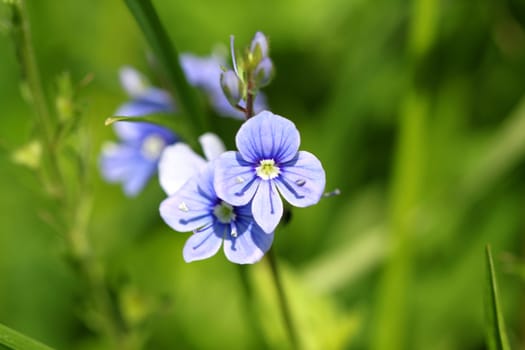 Blue flower with beautiful petals on the green grass background