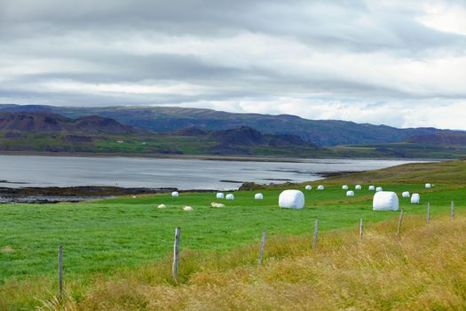 Hay bales in white plastic on the meadow. Iceland