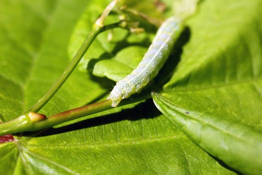 Big green caterpillar crawling on a leaf stalk