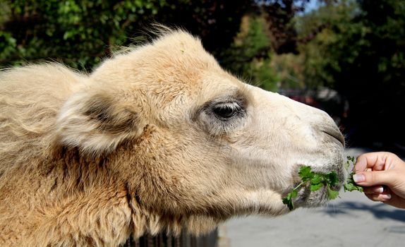 Little camel fed with female hand a parsley