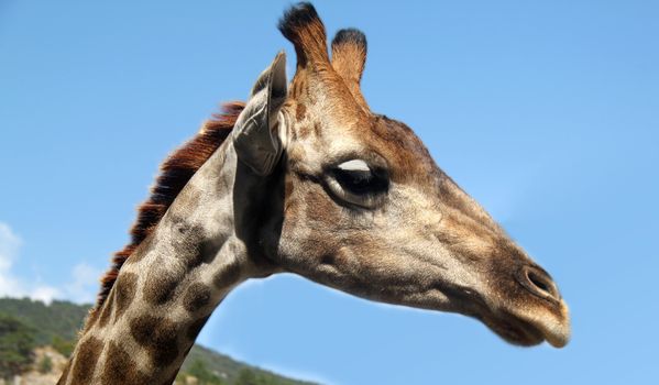 Portrait of a baby giraffe