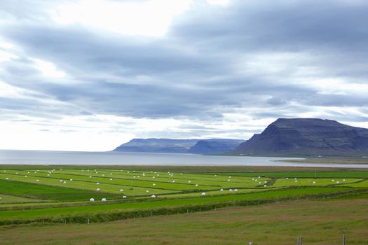 Hay bales in white plastic on the meadow. Iceland