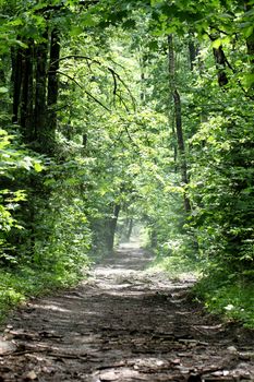 The road in spring forest in the morning