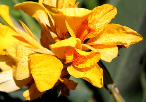 Big beautiful yellow   flower