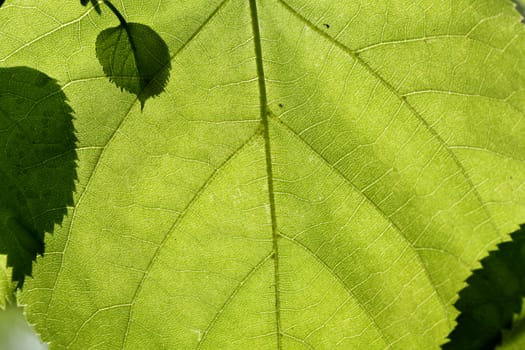  Texture of a green leaf