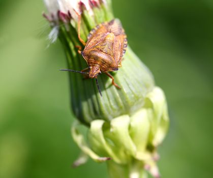 Bug on a green dandelion