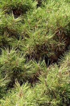The texture of the needles of pine tree
