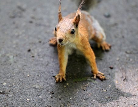 Portrait of a beautiful squirrel