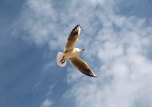 Seagull flying in the sky on a background of clouds