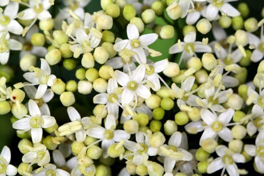 Texture of small white flowers