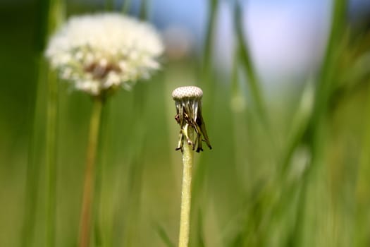 Two dandelion flower one empty the other full