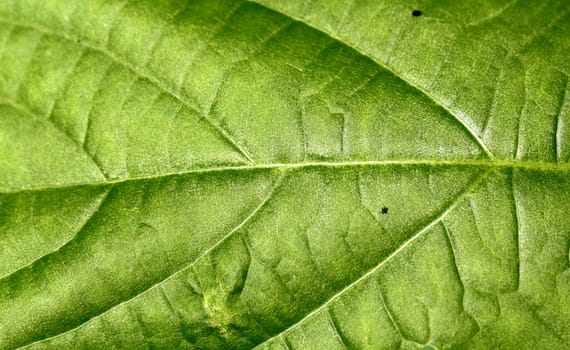 Texture of a green leaf .