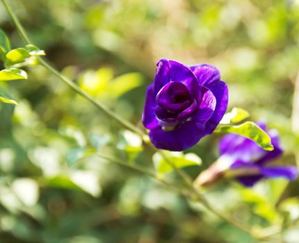 Butterfly pea flower medicinal herbs to treat disease and certain types of food coloring to make purple toxic safe.