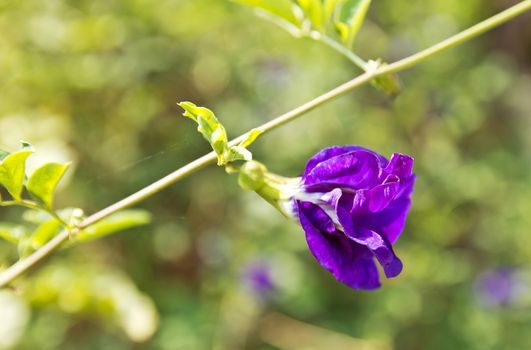 Butterfly pea flower medicinal herbs to treat disease and certain types of food coloring to make purple toxic safe.