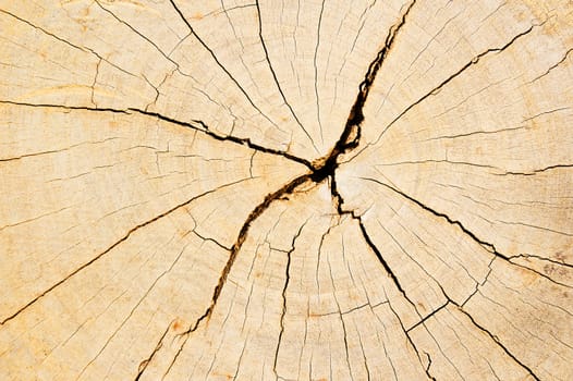 texture of tree stump background