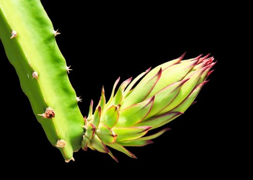 Dragon fruit bud on tree isolated on black background