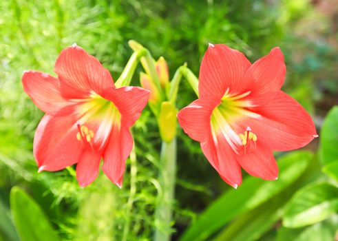 St. Joseph's lily (Hippeastrum Johnsonii) blooms in late spring, usually with more than one flower stalk per bulb and 5-6 blooms per stalk. blooms in late spring