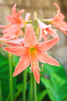 St. Joseph's lily (Hippeastrum Johnsonii) blooms in late spring, usually with more than one flower stalk per bulb and 5-6 blooms per stalk. blooms in late spring