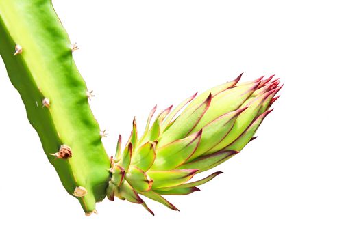 Dragon fruit bud on tree isolated on white background