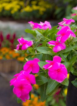 Pink Roseus flowers in garden. The scientific name Catharanthus roseus G., Common name Don.,Madagascar periwinkle, Vinca,Old maid, Cayenne jasmine, Rose periwinkle